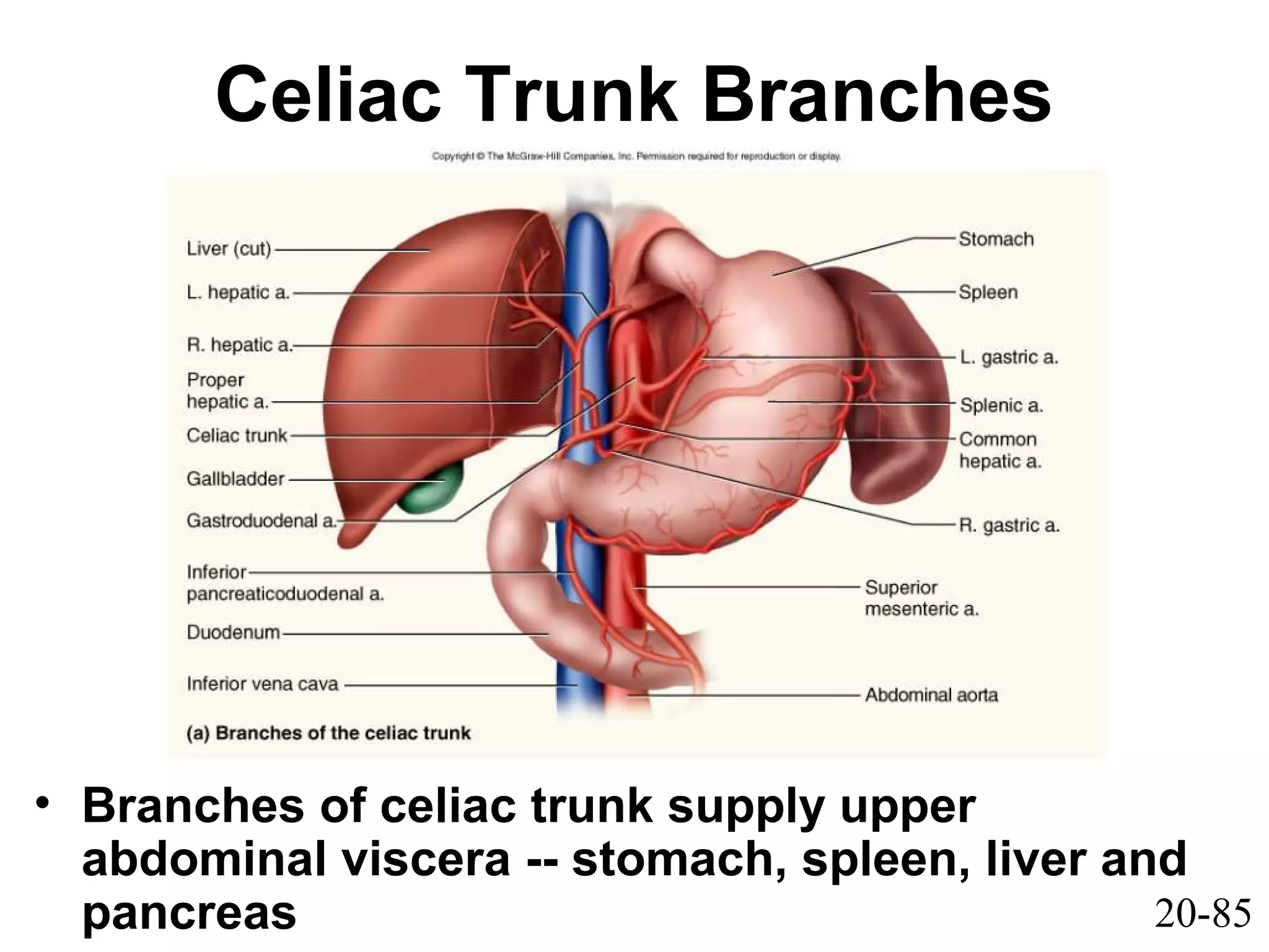 20-85
Celiac Trunk Branches
• Branches of celiac trunk supply upper
abdominal viscera -- stomach, spleen, liver and
pancreas
 