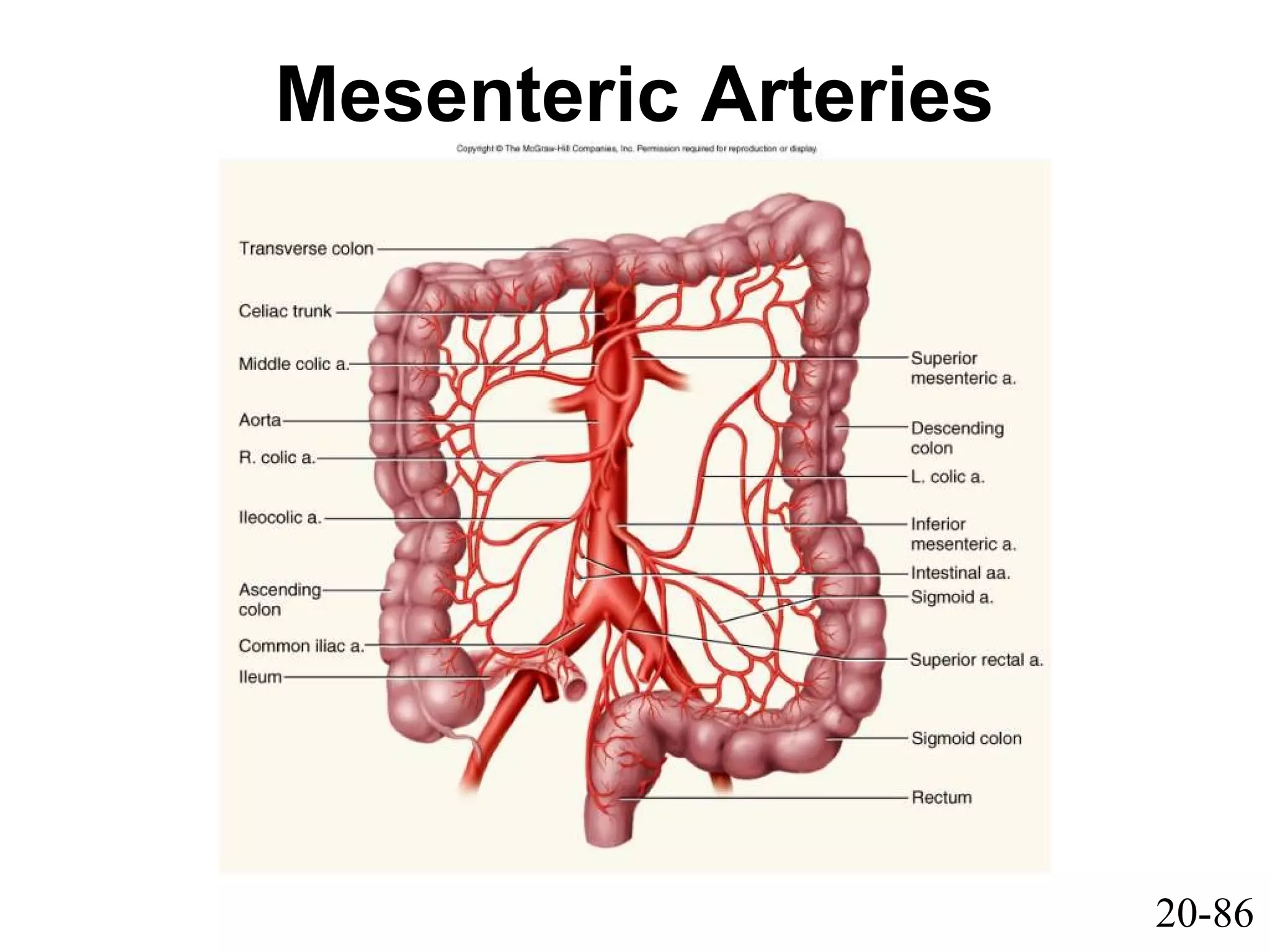 20-86
Mesenteric Arteries
 