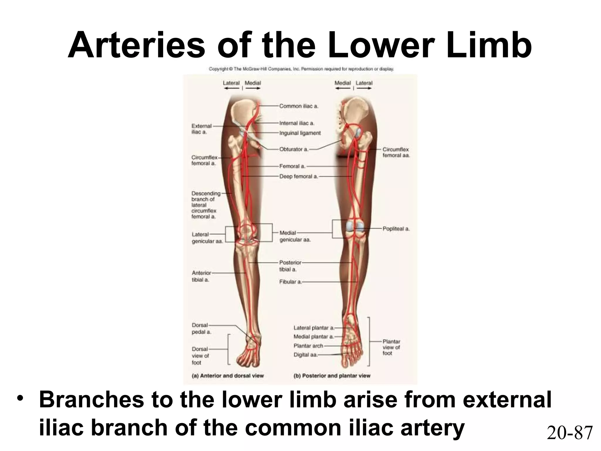 20-87
Arteries of the Lower Limb
• Branches to the lower limb arise from external
iliac branch of the common iliac artery
 