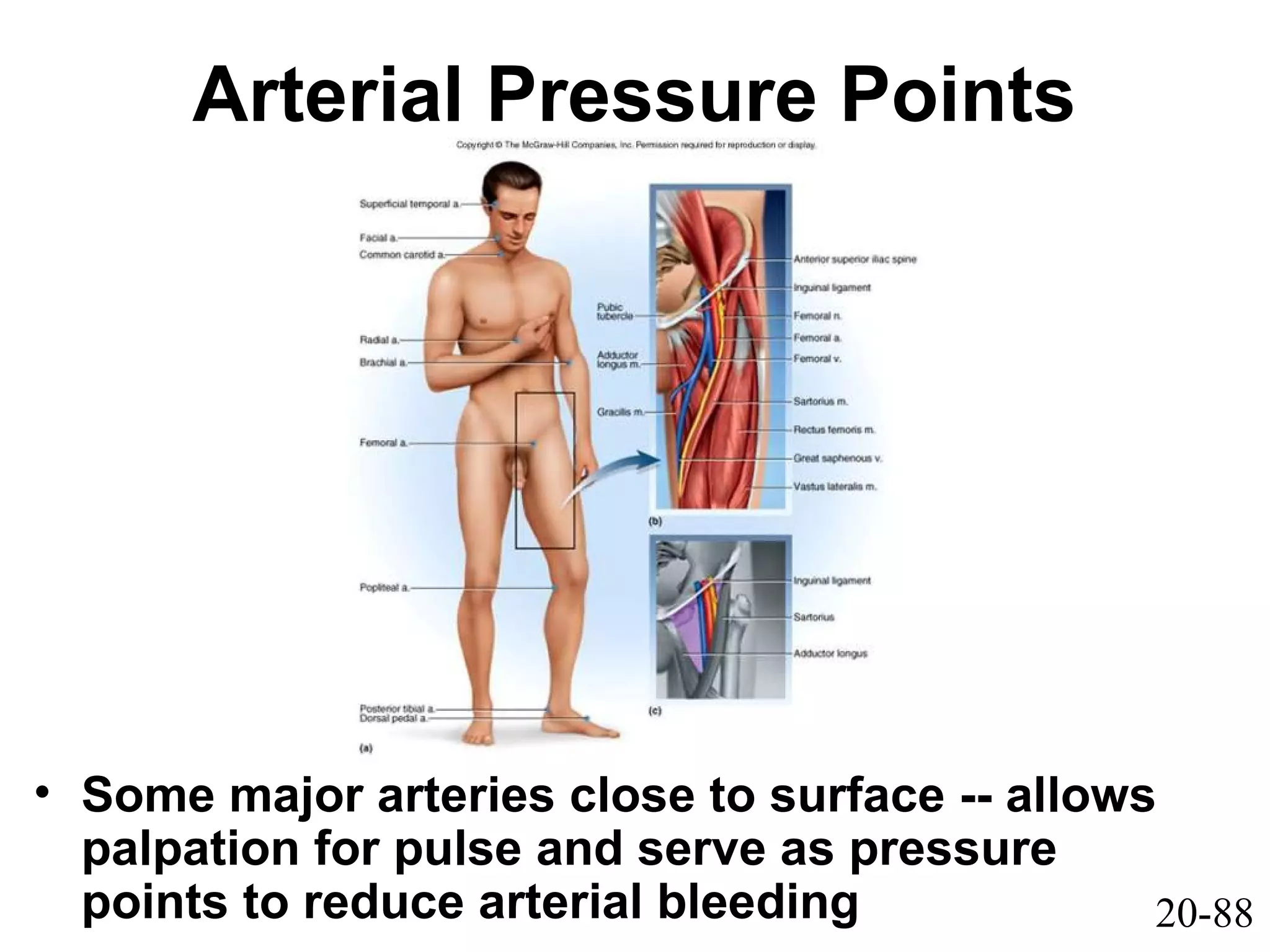 20-88
Arterial Pressure Points
• Some major arteries close to surface -- allows
palpation for pulse and serve as pressure
points to reduce arterial bleeding
 