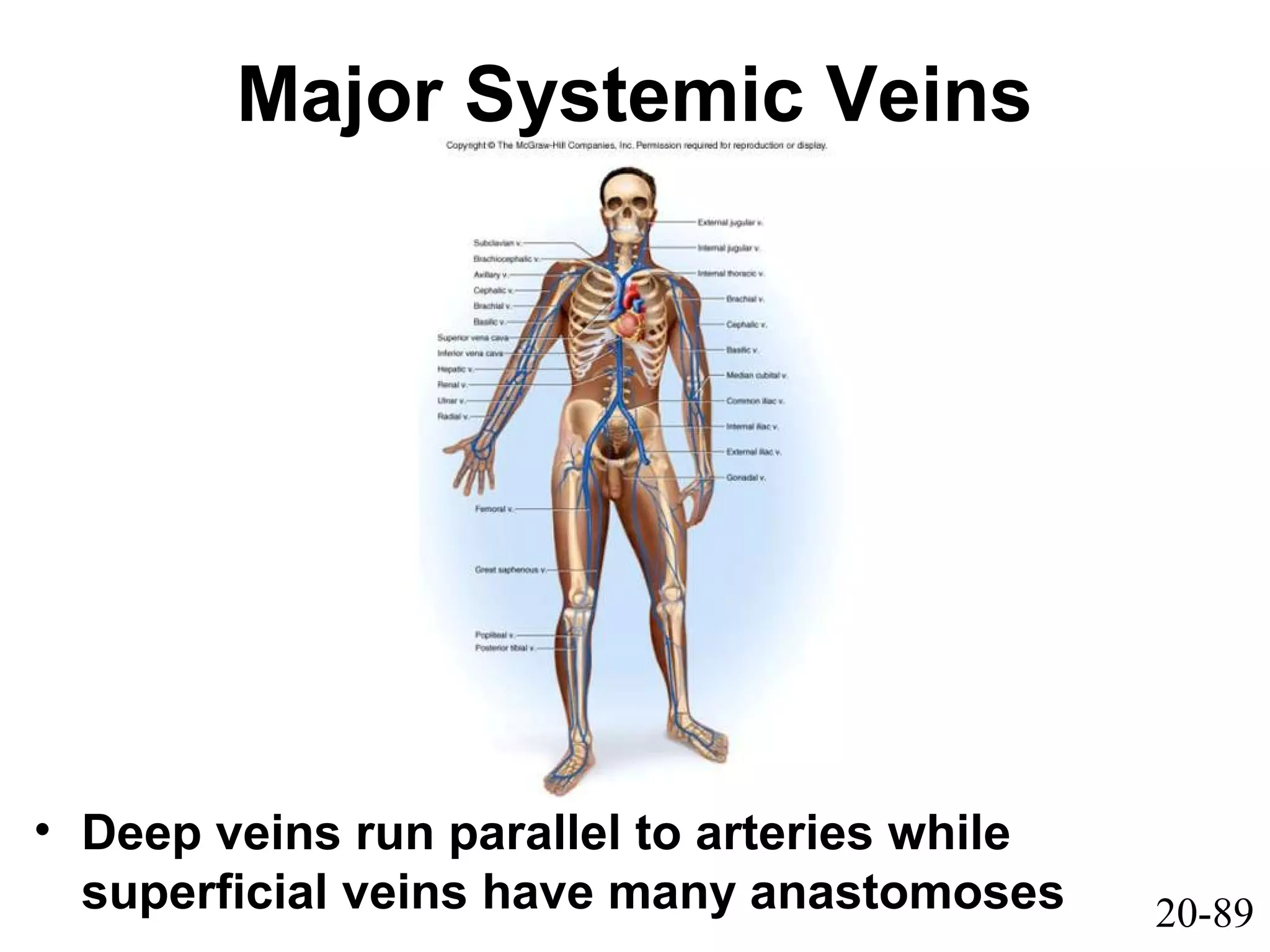 20-89
Major Systemic Veins
• Deep veins run parallel to arteries while
superficial veins have many anastomoses
 