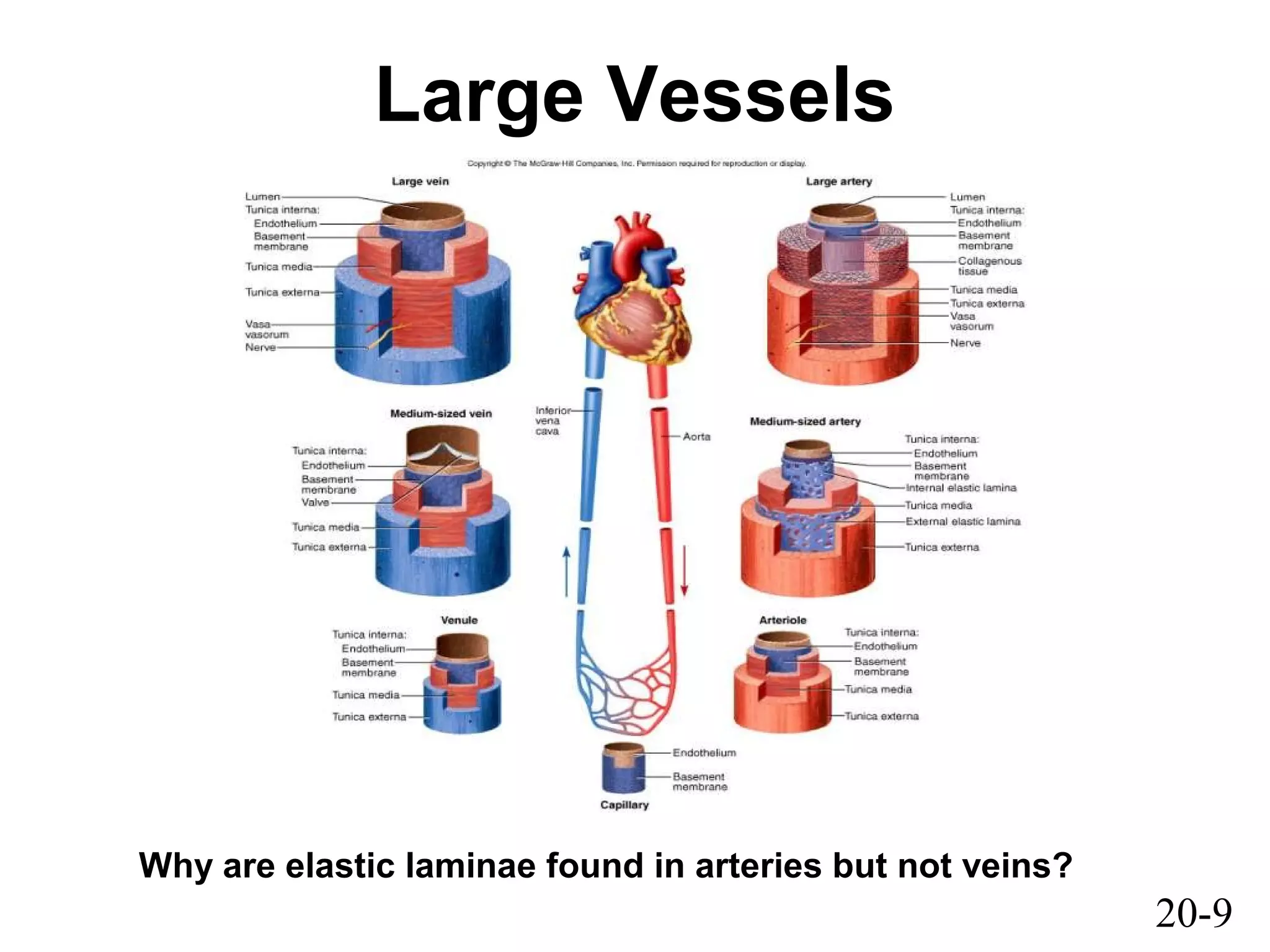 20-9
Large Vessels
Why are elastic laminae found in arteries but not veins?
 