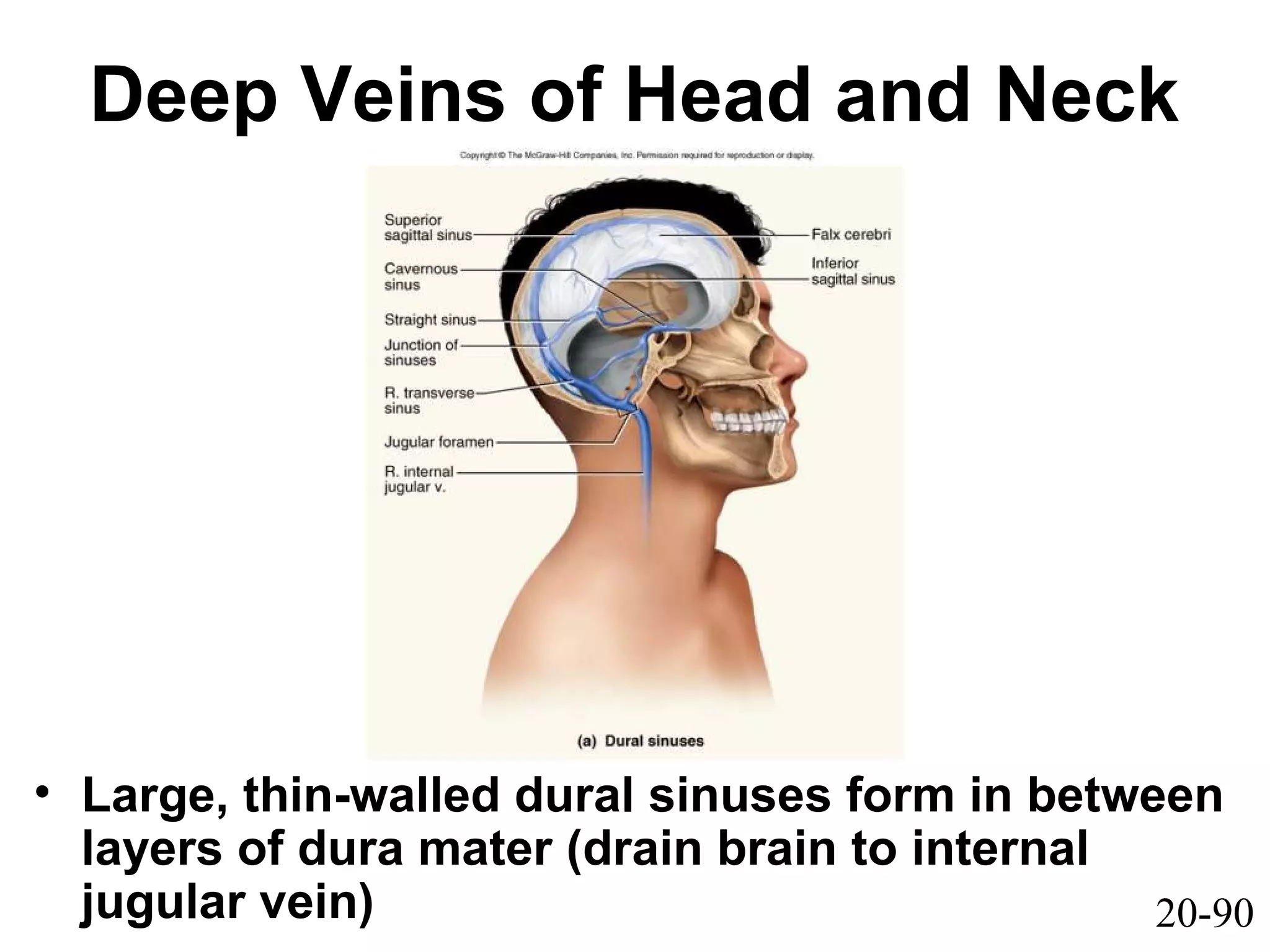 20-90
Deep Veins of Head and Neck
• Large, thin-walled dural sinuses form in between
layers of dura mater (drain brain to internal
jugular vein)
 
