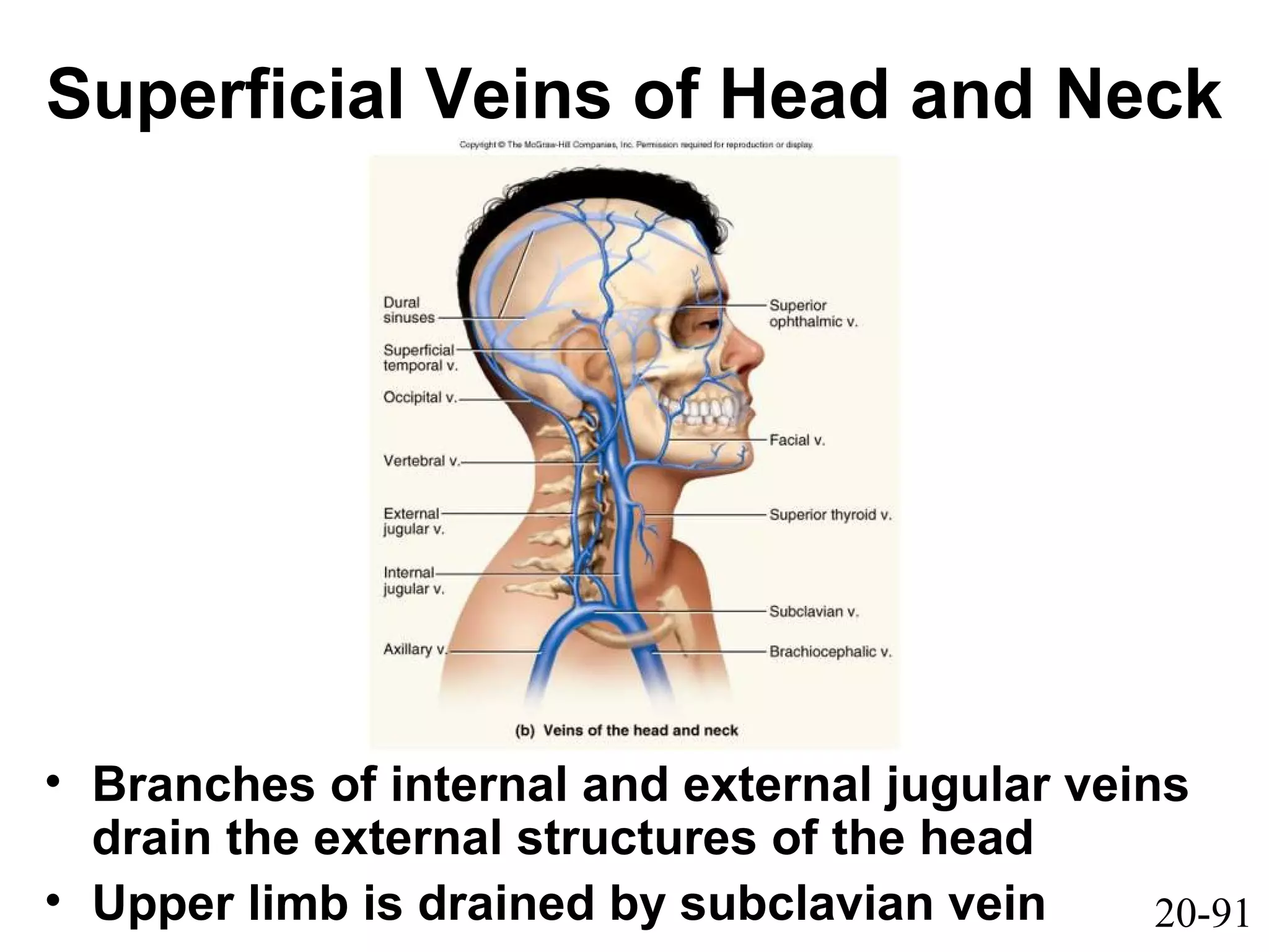 20-91
Superficial Veins of Head and Neck
• Branches of internal and external jugular veins
drain the external structures of the head
• Upper limb is drained by subclavian vein
 