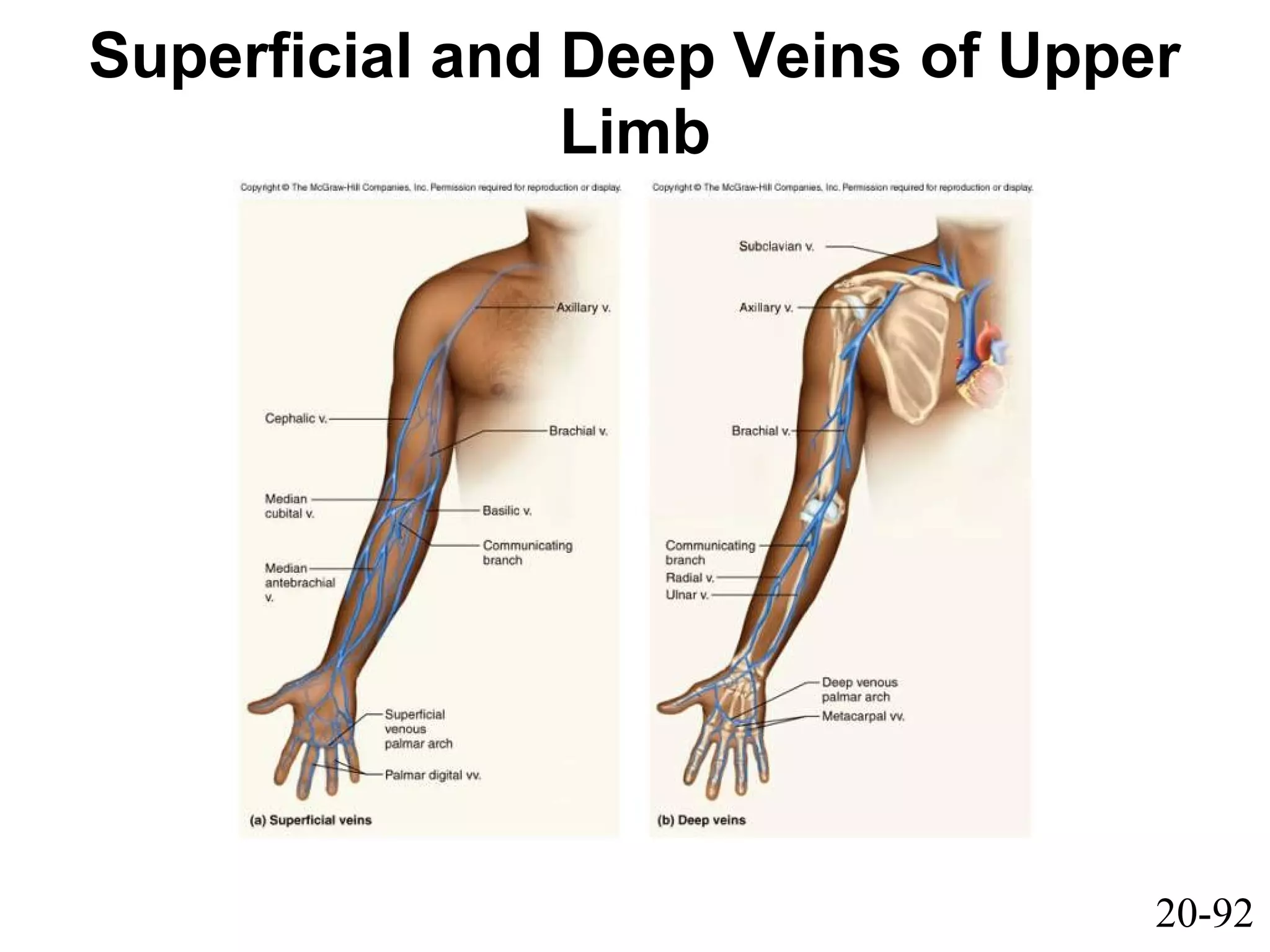 20-92
Superficial and Deep Veins of Upper
Limb
 