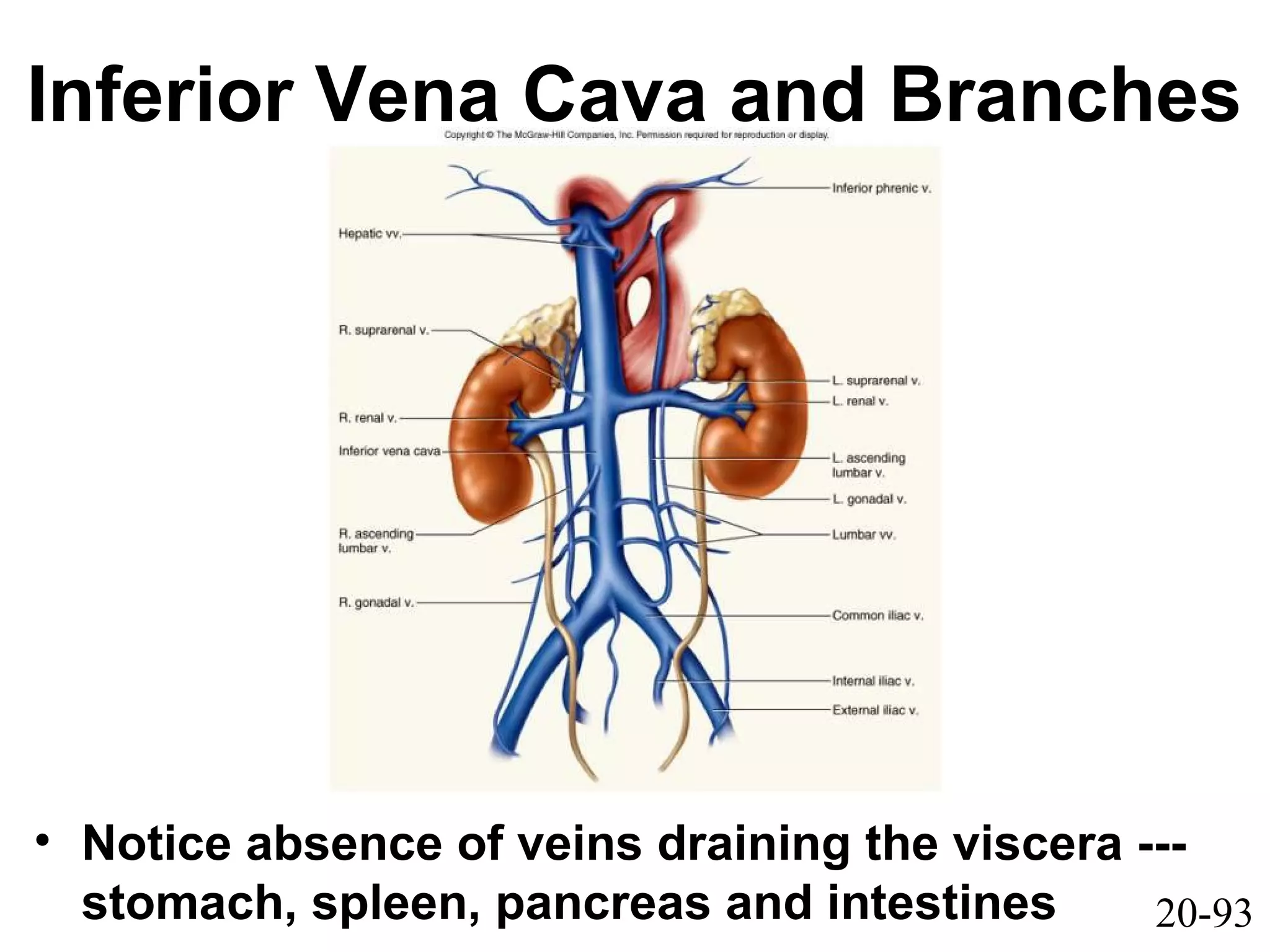 20-93
Inferior Vena Cava and Branches
• Notice absence of veins draining the viscera ---
stomach, spleen, pancreas and intestines
 