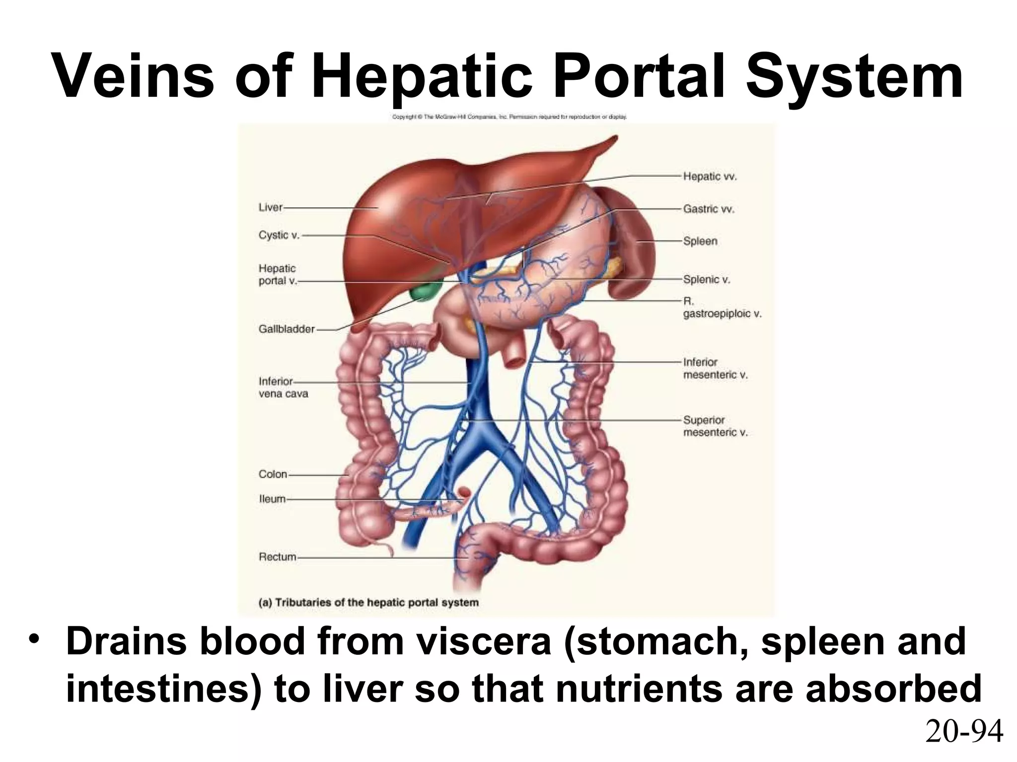20-94
Veins of Hepatic Portal System
• Drains blood from viscera (stomach, spleen and
intestines) to liver so that nutrients are absorbed
 