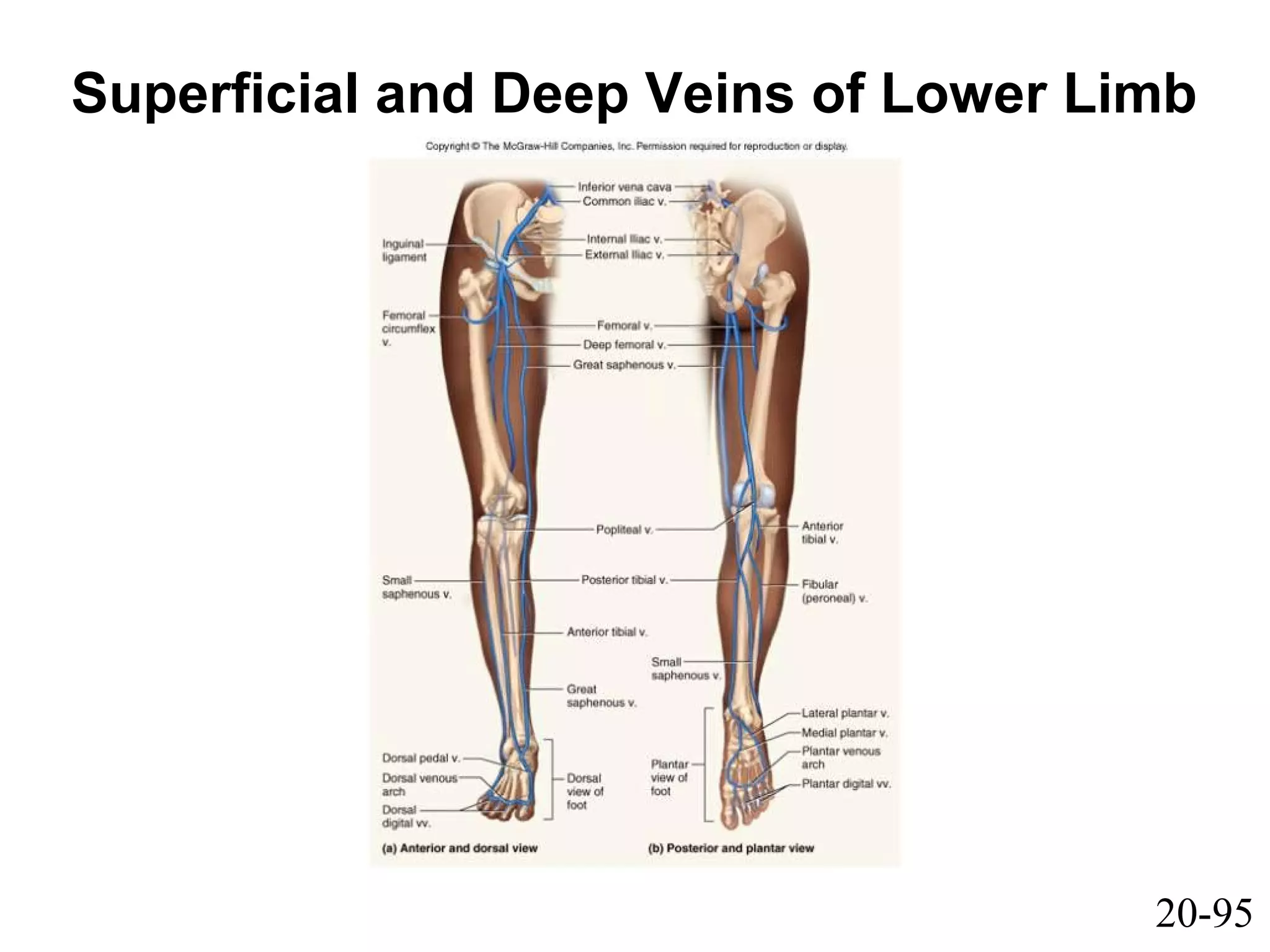 20-95
Superficial and Deep Veins of Lower Limb
 