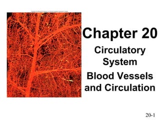 20-1
Chapter 20
Circulatory
System
Blood Vessels
and Circulation
 