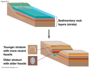 Stratum Riock Advanced Placement (AP) Biology Chap 22 Notes | PPTX
