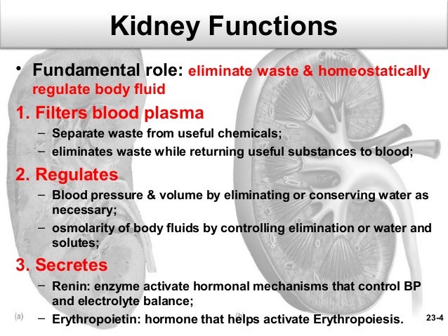 Chap23 Powerpoint 97 03