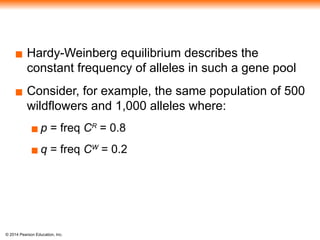 © 2014 Pearson Education, Inc.
▪ Hardy-Weinberg equilibrium describes the
constant frequency of alleles in such a gene pool
▪ Consider, for example, the same population of 500
wildflowers and 1,000 alleles where:
▪ p = freq CR
= 0.8
▪ q = freq CW
= 0.2
 