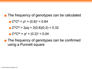 © 2014 Pearson Education, Inc.
▪ The frequency of genotypes can be calculated
▪ CR
CR
= p2
= (0.8)2
= 0.64
▪ CR
CW
= 2pq = 2(0.8)(0.2) = 0.32
▪ CW
CW
= q2
= (0.2)2
= 0.04
▪ The frequency of genotypes can be confirmed
using a Punnett square
 