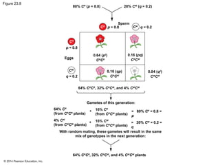 © 2014 Pearson Education, Inc.
Figure 23.8
80% CR
(p = 0.8) 20% CW
(q = 0.2)
Sperm
p = 0.8 q = 0.2
CW
CR
CR
CW
p = 0.8
q = 0.2
Eggs
0.64 (p2
)
CR
CR
0.16 (qp)
CR
CW
0.04 (q2
)
CW
CW
0.16 (pq)
CR
CW
64% CR
CR
, 32% CR
CW
, and 4% CW
CW
64% CR
(from CR
CR
plants)
16% CR
(from CR
CW
plants)
4% CW
(from CW
CW
plants)
16% CW
(from CR
CW
plants)
= 80% CR
= 0.8 =
p
= 20% CW
= 0.2 =
q
+
+
64% CR
CR
, 32% CR
CW
, and 4% CW
CW
plants
Gametes of this generation:
With random mating, these gametes will result in the same
mix of genotypes in the next generation:
 