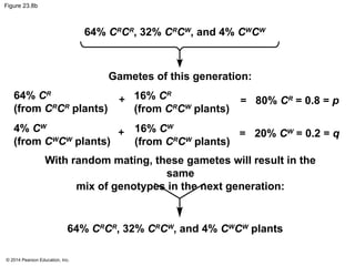 © 2014 Pearson Education, Inc.
Figure 23.8b
64% CR
CR
, 32% CR
CW
, and 4% CW
CW
64% CR
(from CR
CR
plants)
16% CR
(from CR
CW
plants)
4% CW
(from CW
CW
plants)
16% CW
(from CR
CW
plants)
= 80% CR
= 0.8 = p
= 20% CW
= 0.2 = q
+
+
64% CR
CR
, 32% CR
CW
, and 4% CW
CW
plants
Gametes of this generation:
With random mating, these gametes will result in the
same
mix of genotypes in the next generation:
 