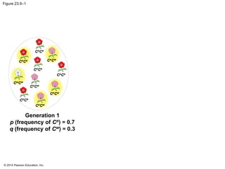 © 2014 Pearson Education, Inc.
Figure 23.9–1
Generation 1
p (frequency of CR
) = 0.7
q (frequency of CW
) = 0.3
CR
CR
CR
CR
CR
CR
CR
CR
CR
CR CR
CW
CR
CW
CR
CW
CR
CW
CW
CW
 