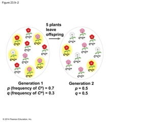 © 2014 Pearson Education, Inc.
Figure 23.9–2
Generation 1
p (frequency of CR
) = 0.7
q (frequency of CW
) = 0.3
Generation 2
p = 0.5
q = 0.5
CR
CW
CW
CW
CR
CW
CR
CW
CW
CW
CR
CR
CR
CR
CW
CW
CR
CW
CR
CR
5 plants
leave
offspring
CR
CR
CR
CR
CR
CR
CR
CR CR
CW
CR
CW
CR
CW
CR
CW
CW
CW
CR
CR
 