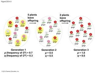 © 2014 Pearson Education, Inc.
Figure 23.9–3
Generation 2
p = 0.5
q = 0.5
5 plants
leave
offspring
Generation 3
p = 1.0
q = 0.0
CR
CR
CR
CR
CR
CR
2 plants
leave
offspring
CR
CR
CR
CR
CR
CR
CR
CR
CR
CR
CR
CR
CR
CR
Generation 1
p (frequency of CR
) = 0.7
q (frequency of CW
) = 0.3
CR
CW
CW
CW
CR
CW
CR
CW
CW
CW
CR
CR
CR
CR
CW
CW
CR
CW
CR
CR
CR
CR
CR
CR
CR
CR
CR
CR CR
CW
CR
CW
CR
CW
CR
CW
CW
CW
CR
CR
 