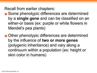 © 2014 Pearson Education, Inc.
Recall from earlier chapters:
▪ Some phenotypic differences are determined
by a single gene and can be classified on an
either-or basis (ex: purple or white flowers in
Mendel’s pea plants)
▪ Other phenotypic differences are determined
by the influence of two or more genes
(polygenic inheritance) and vary along a
continuum within a population (ex: height or
skin color in humans)
 