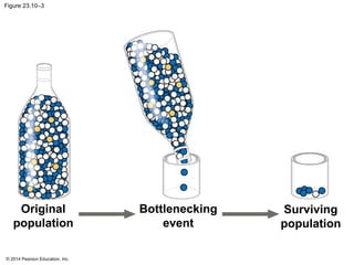 © 2014 Pearson Education, Inc.
Figure 23.10–3
Original
population
Bottlenecking
event
Surviving
population
 