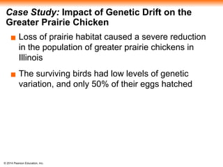 © 2014 Pearson Education, Inc.
Case Study: Impact of Genetic Drift on the
Greater Prairie Chicken
▪ Loss of prairie habitat caused a severe reduction
in the population of greater prairie chickens in
Illinois
▪ The surviving birds had low levels of genetic
variation, and only 50% of their eggs hatched
 
