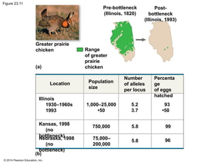 © 2014 Pearson Education, Inc.
Figure 23.11
Greater prairie
chicken
Pre-bottleneck
(Illinois, 1820)
Range
of greater
prairie
chicken
Post-
bottleneck
(Illinois, 1993)
(a)
Location Population
size
Number
of alleles
per locus
Percenta
ge
of eggs
hatched
Illinois
1930–1960s
1993
Kansas, 1998
(no
bottleneck)
Nebraska, 1998
(no
bottleneck)
1,000–25,000
•50
750,000
75,000–
200,000
5.2
3.7
93
•50
5.8
5.8
99
96
(b)
 