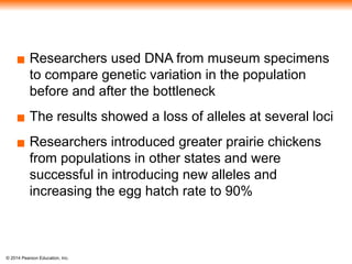 © 2014 Pearson Education, Inc.
▪ Researchers used DNA from museum specimens
to compare genetic variation in the population
before and after the bottleneck
▪ The results showed a loss of alleles at several loci
▪ Researchers introduced greater prairie chickens
from populations in other states and were
successful in introducing new alleles and
increasing the egg hatch rate to 90%
 