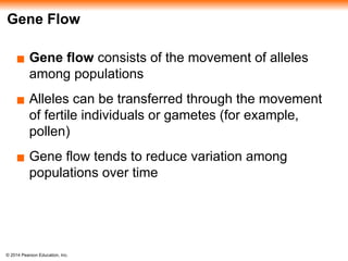 © 2014 Pearson Education, Inc.
Gene Flow
▪ Gene flow consists of the movement of alleles
among populations
▪ Alleles can be transferred through the movement
of fertile individuals or gametes (for example,
pollen)
▪ Gene flow tends to reduce variation among
populations over time
 