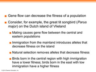 © 2014 Pearson Education, Inc.
▪ Gene flow can decrease the fitness of a population
▪ Consider, for example, the great tit songbird (Parus
major) on the Dutch island of Vlieland
▪ Mating causes gene flow between the central and
eastern populations
▪ Immigration from the mainland introduces alleles that
decrease fitness on the island
▪ Natural selection removes alleles that decrease fitness
▪ Birds born in the central region with high immigration
have a lower fitness; birds born in the east with low
immigration have a higher fitness
 