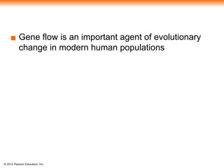 © 2014 Pearson Education, Inc.
▪ Gene flow is an important agent of evolutionary
change in modern human populations
 