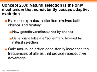 © 2014 Pearson Education, Inc.
Concept 23.4: Natural selection is the only
mechanism that consistently causes adaptive
evolution
▪ Evolution by natural selection involves both
chance and “sorting”
▪ New genetic variations arise by chance
▪ Beneficial alleles are “sorted” and favored by
natural selection
▪ Only natural selection consistently increases the
frequencies of alleles that provide reproductive
advantage
 