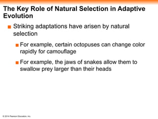 © 2014 Pearson Education, Inc.
The Key Role of Natural Selection in Adaptive
Evolution
▪ Striking adaptations have arisen by natural
selection
▪ For example, certain octopuses can change color
rapidly for camouflage
▪ For example, the jaws of snakes allow them to
swallow prey larger than their heads
 