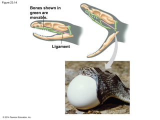 © 2014 Pearson Education, Inc.
Figure 23.14
Bones shown in
green are
movable.
Ligament
 