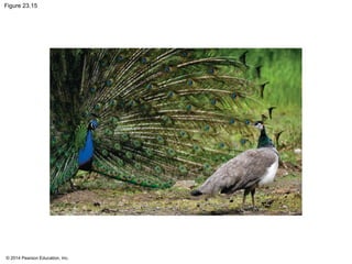 © 2014 Pearson Education, Inc.
Figure 23.15
 