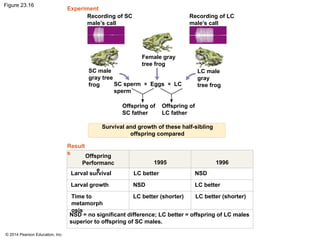 © 2014 Pearson Education, Inc.
Figure 23.16
Recording of SC
male’s call
Recording of LC
male’s call
Female gray
tree frog
SC male
gray tree
frog
LC male
gray
tree frog
SC sperm × Eggs × LC
sperm
Offspring of
SC father
Offspring of
LC father
Survival and growth of these half-sibling
offspring compared
Experiment
Result
s
Offspring
Performanc
e
1995 1996
Larval survival
Larval growth
Time to
metamorph
osis
LC better
NSD
LC better (shorter)
NSD
LC better
LC better (shorter)
NSD = no significant difference; LC better = offspring of LC males
superior to offspring of SC males.
 