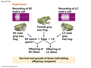 © 2014 Pearson Education, Inc.
Figure 23.16a
Recording of SC
male’s call
Recording of LC
male’s call
Female gray
tree frog
SC male
gray tree
frog
LC male
gray
tree frog
SC sperm × Eggs × LC
sperm
Offspring of
SC father
Offspring of
LC father
Survival and growth of these half-sibling
offspring compared
Experiment
 