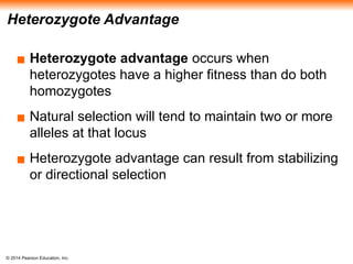 © 2014 Pearson Education, Inc.
Heterozygote Advantage
▪ Heterozygote advantage occurs when
heterozygotes have a higher fitness than do both
homozygotes
▪ Natural selection will tend to maintain two or more
alleles at that locus
▪ Heterozygote advantage can result from stabilizing
or directional selection
 