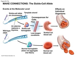 © 2014 Pearson Education, Inc.
Figure 23.17a
MAKE CONNECTIONS: The Sickle-Cell Allele
Events at the Molecular Level
Sickle-cell allele
on chromosome
Template strand
Effects on
Individual
Organisms
Consequences for
Cells
Fiber
An adenine
replaces a
thymine.
Wild-type
allele
Sickle-cell
hemoglobin
Low-oxygen
conditions
Sickled red
blood cell
Normal red
blood cell
Normal hemoglobin
(does not aggregate
into fibers)
 