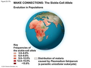 © 2014 Pearson Education, Inc.
Figure 23.17b
MAKE CONNECTIONS: The Sickle-Cell Allele
Evolution in Populations
Key
Frequencies of
the sickle-cell allele
Distribution of malaria
caused by Plasmodium falciparum
(a parasitic unicellular eukaryote)
3.0–6.0%
6.0–9.0%
9.0–12.0%
12.0–15.0%
•15.0%
 