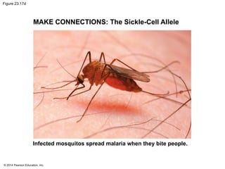 © 2014 Pearson Education, Inc.
Figure 23.17d
MAKE CONNECTIONS: The Sickle-Cell Allele
Infected mosquitos spread malaria when they bite people.
 