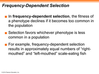 © 2014 Pearson Education, Inc.
Frequency-Dependent Selection
▪ In frequency-dependent selection, the fitness of
a phenotype declines if it becomes too common in
the population
▪ Selection favors whichever phenotype is less
common in a population
▪ For example, frequency-dependent selection
results in approximately equal numbers of “right-
mouthed” and “left-mouthed” scale-eating fish
 