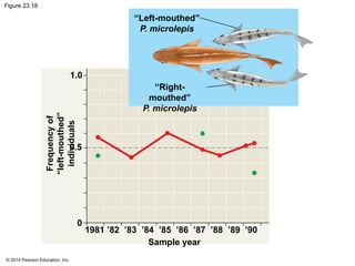 © 2014 Pearson Education, Inc.
Figure 23.18
“Left-mouthed”
P. microlepis
“Right-
mouthed”
P. microlepis
Frequency
of
“left-mouthed”
individuals
Sample year
1.0
0.5
0
1981 ’82 ’83 ’84 ’85 ’86 ’87 ’88 ’89 ’90
 