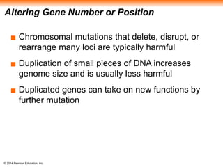 © 2014 Pearson Education, Inc.
Altering Gene Number or Position
▪ Chromosomal mutations that delete, disrupt, or
rearrange many loci are typically harmful
▪ Duplication of small pieces of DNA increases
genome size and is usually less harmful
▪ Duplicated genes can take on new functions by
further mutation
 
