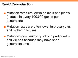 © 2014 Pearson Education, Inc.
Rapid Reproduction
▪ Mutation rates are low in animals and plants
(about 1 in every 100,000 genes per
generation)
▪ Mutation rates are often lower in prokaryotes
and higher in viruses
▪ Mutations accumulate quickly in prokaryotes
and viruses because they have short
generation times
 