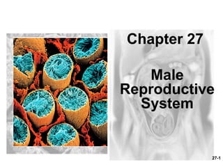 27-1
Chapter 27
Male
Reproductive
System
 