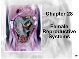 28-1
Chapter 28
Female
Reproductive
Systems
 