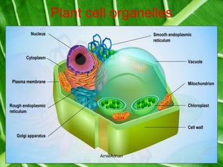Chap 2 cell structure and cell organisation | PPTX
