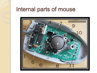 Internal parts of mouse
 