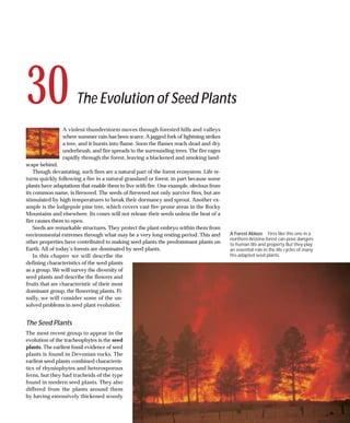 30                    The Evolution of Seed Plants
                A violent thunderstorm moves through forested hills and valleys
                where summer rain has been scarce. A jagged fork of lightning strikes
                a tree, and it bursts into flame. Soon the flames reach dead and dry
                underbrush, and fire spreads to the surrounding trees. The fire rages
                rapidly through the forest, leaving a blackened and smoking land-
scape behind.
    Though devastating, such fires are a natural part of the forest ecosystem. Life re-
turns quickly following a fire in a natural grassland or forest, in part because some
plants have adaptations that enable them to live with fire. One example, obvious from
its common name, is fireweed. The seeds of fireweed not only survive fires, but are
stimulated by high temperatures to break their dormancy and sprout. Another ex-
ample is the lodgepole pine tree, which covers vast fire-prone areas in the Rocky
Mountains and elsewhere. Its cones will not release their seeds unless the heat of a
fire causes them to open.
    Seeds are remarkable structures. They protect the plant embryo within them from
environmental extremes through what may be a very long resting period. This and           A Forest Ablaze Fires like this one in a
                                                                                          northern Arizona forest can pose dangers
other properties have contributed to making seed plants the predominant plants on         to human life and property. But they play
Earth. All of today’s forests are dominated by seed plants.                               an essential role in the life cycles of many
    In this chapter we will describe the                                                  fire-adapted seed plants.
defining characteristics of the seed plants
as a group. We will survey the diversity of
seed plants and describe the flowers and
fruits that are characteristic of their most
dominant group, the flowering plants. Fi-
nally, we will consider some of the un-
solved problems in seed plant evolution.


The Seed Plants
The most recent group to appear in the
evolution of the tracheophytes is the seed
plants. The earliest fossil evidence of seed
plants is found in Devonian rocks. The
earliest seed plants combined characteris-
tics of rhyniophytes and heterosporous
ferns, but they had tracheids of the type
found in modern seed plants. They also
differed from the plants around them
by having extensively thickened woody
 