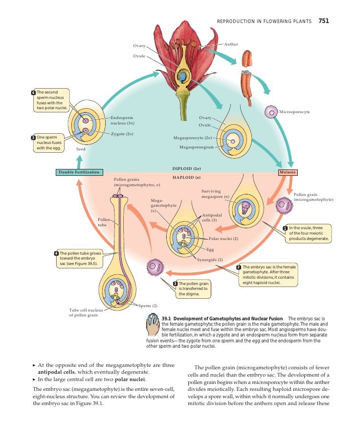 flowchart of pollination fertilization and seed development chap39 flowchart of pollination fertilization and seed development chap39